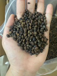 Graines de papaye séchées naturelles en gros pour les applications de l'industrie alimentaire et des épices - Product Image 2