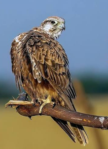 Laggar Falcon: Recursos para la Investigación Avícola, Conservación, Proyectos de Cría, Programas Profesionales de Cetrería, Educación sobre la Vida Silvestre, Ganado - Product Image 3