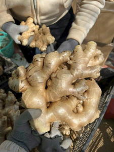 <b>Fresh</b> <b>ginger</b> root in bulk from Vietnam supplier Bao Tram Anh best price - Product Image 1