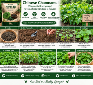 Semillas Secas de Manzanilla China Premium (Pimpinella Brachycarpa) para Plantar - Product Image 3