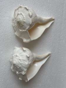 Grandes lampes de sel de l'Himalaya sculptées imitation antique, blanc, pour décoration de mariage sur la plage, fournitures de bricolage, vente en gros, polies, thème océan, en vrac - Product Image 3