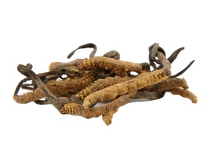 Venta directa de alta calidad marca KMP Thai Cordyceps Plus Reishi Cápsula de extracto de hierbas 30 cápsulas/caja producto premium salvaje - Product Image 3