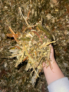 Silage de maïs, Silage de maïs riche en nutriments, Silage de maïs pour le bétail, Silage de maïs fermenté pour l'alimentation animale - Product Image 4