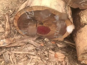 Vigas de Madera Maciza de Pino Escocés Personalizadas, Sin Acabado, de Primera Calidad, Grado E0, Diseño Tradicional, Precios Económicos, Venta al Por Mayor - Product Image 6