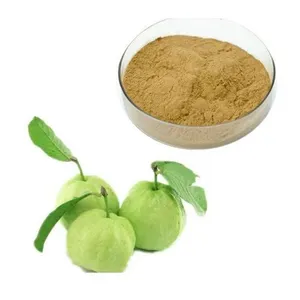 ผงสารสกัดใบฝรั่ง (บรรจุภัณฑ์แบบดรัมสกัดเย็น) - สารสกัดสมุนไพรจากพืชพันธุ์พิซิเดียม กัววา - Product Image 6