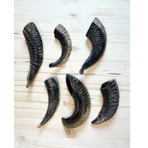 Genuine Natural <b>Twisted</b> Ram Horns for Handicraft & Decoration - Product Image 1