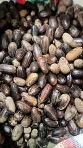 Muscade longue de qualité supérieure en coquille Produit agricole - Product Image 3