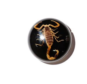 Escorpión Dorado, Espécimen Real, Cabujón de Plástico Redondo de 25x25 mm, Base Plana Negra para Manualidades y Joyería - Product Image 6