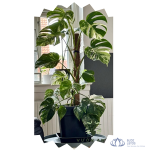 [VENTA EXITOSA] BLUE LOTUS FARM - Estaca de Soporte para Plantas de Fibra de Coco Ecológica, para Plantas Trepadoras de Interior, Suministros de Jardinería y Agricultura - Product Image 1