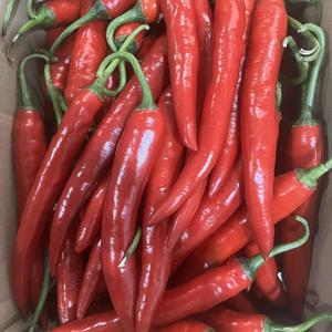 พริกป่นแดงออร์แกนิคแช่แข็ง ระดับเผ็ดสูง ผลิตในเวียดนาม บรรจุภัณฑ์สุญญากาศ ขายส่ง พริกเบิร์ดอาย ยี่ห้อเมกง - Product Image 1