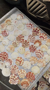 Conchas de vieira limpiadas, material de concha de vieira para decoración de bodas, artesanía y decoración, fabricante de Vietnam - Product Image 3