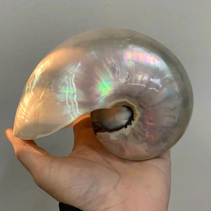 เปลือกหอยมุกขัดเงาอย่างประณีต |   ของตกแต่งบ้านเปลือกหอยมุกขัดเงาขนาด 5.2” - 6.8” สีรุ้งธรรมชาติ 5.2” -> 6.8” - Product Image 1