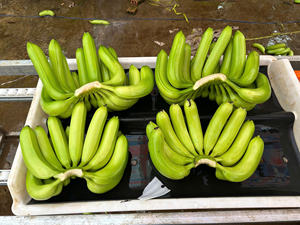 Calidad de exportación global Cavendish de plátano fresco vietnamita - Product Image 4