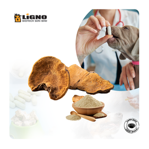 Polvo de Sang Huang (Phellinus) para Mascotas - Soporte Antiinflamatorio para la Salud de Perros y Gatos - Fabricación OEM con GMP en Malasia - Product Image 1