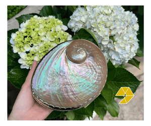 <b>Abalone</b> <b>Shell</b> Jewelry Organizer Luxury Mother Of Pearl Jewelry Organizer for Ring Necklace Storage Elegant Metal Craft Vietnam - Product Image 1