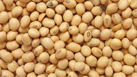 Soja séché naturel de qualité supérieure, qualité alimentaire, non OGM, riche en protéines, qualité export, approvisionnement en vrac pour la transformation alimentaire et l'alimentation animale
