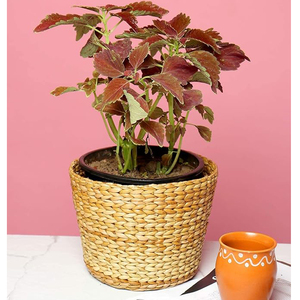 Top Trending Round Woven Rattan Serving Basket For Plant Usage Basket Custom Size Home Office Decoration Reasonable Price Basket - Product Image 1