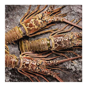 หางกุ้งล็อบสเตอร์แบบสดๆ - Product Image 6