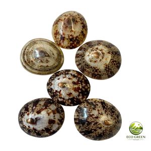 Collection de coquillages naturels pour collectionneurs, artisans et fabricants de soutiens-gorge en coquillages pour femmes - Product Image 5