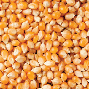 Palomitas de Maíz al por Mayor, de Primera Calidad, Grado Alimenticio, Suministro a Granel, Listas para Exportar - Product Image 5