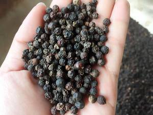 High Quality Vietnamese Black <b>Pepper</b> Dried Herb in Bulk Customized Packaging - Product Image 4