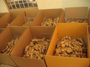 Extrait de poudre de gingembre de haute qualité du Vietnam – Qualité supérieure, norme d'exportation - Product Image 4