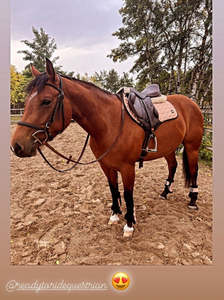 PORTACE ENTERPRISES Tapis de selle de dressage matelassé, motif rose doré, coque en coton, rembourrage en polyester, doublure en polaire, sangle - Product Image 3