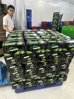 Citrons sans pépins de qualité exportés du Vietnam à haute teneur en jus mûri au soleil, peau propre et lisse emballée pour une distribution mondiale
