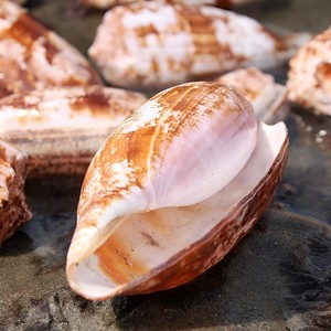 Conchas marinas naturales para decoración de acuarios de agua salada, exhibición de conchas marinas, precio competitivo. - Product Image 3