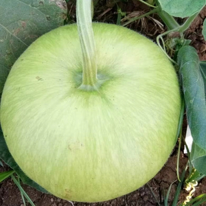 Semillas Híbridas de Calabaza Redonda F1, 99.99% de Pureza, 85% de Germinación, Origen Pakistán, Moon Star, Vida Útil de 2 Años - Product Image 1
