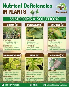 100% Pure Granular Controlled Release Biopesticide Promotes Root Growth Yield| Organic Plant Source Manure Fertilizer - Product Image 1