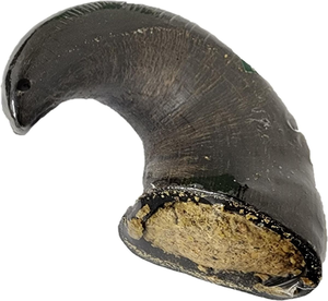 Alimento Masticable para Perros de Cuerno de Búfalo Hecho en India al Mejor Precio, Estilo Atractivo, Cuerno Masticable Hecho a Mano, Alimento Masticable para Perros a Precio Económico - Product Image 1