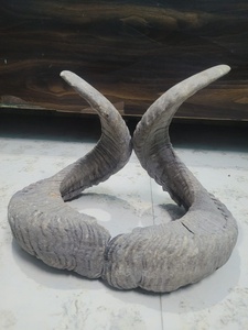 เครื่องประดับเขาสัตว์ชนเผ่า - Product Image 3