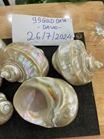 Coquilles de Turbo en gros, grandes, en nacre, pour incrustation et artisanat de luxe, usine du Vietnam