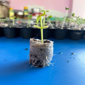 บล็อกใยมะพร้าวสำหรับปลูกพืชแบบไฮโดรโปนิกส์  วัสดุปลูกที่มีคุณสมบัติกักเก็บน้ำสูง ย่อยสลายได้ เป็นมิตรกับสิ่งแวดล้อม ใช้แทนดิน - Product Image 2