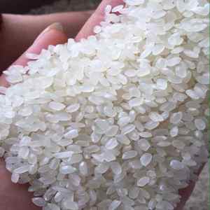 Riz Japonica de qualité supérieure, directement de l'usine, non-OGM, biologique, à grains courts, idéal pour la cuisson, les sushis et l'usage quotidien - Product Image 4