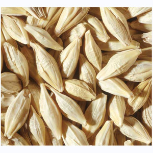 <b>Barley</b> for Malt, <b>Barley</b> Feed, Malted <b>Barley</b> Animal Feed <b>Barley</b> - Product Image 6