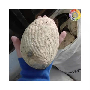 Concha de abulón de Vietnam, material decorativo para artesanía, diseño de joyería, arte con conchas y creación de adornos costeros - Product Image 1