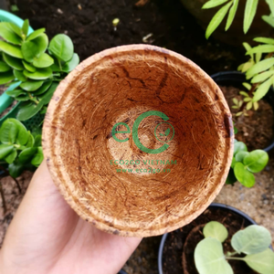 Direct Manufacturer Pressed <b>Coconut</b> Coir <b>Cup</b> - Zero-Waste Agricultural Growing Holder for Horticulture Projects - Product Image 6