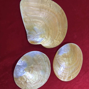 Vietnam Artisan Mother of Pearl Plate Shell Material for Jewelry Tray Serving Dish Decorative <b>Table</b> <b>Display</b> Use - Product Image 1