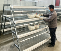 Cage à poules pondeuses de type A en acier galvanisé à 4 niveaux avec échelle pour élevage avicole