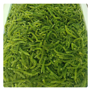 Algues de mer déshydratées de qualité alimentaire pour l'exportation, algues séchées du Vietnam - Product Image 6