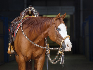 Brida de PVC impermeable de alta gama para caballo de carreras, con riendas de nailon verde y equipo de equitación western, halter de cuero. - Product Image 6