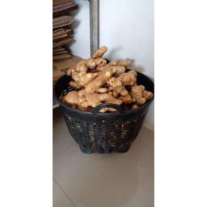 Caña de ratán de bambú con núcleo de ratán para exportación agrícola, envío a granel - Product Image 1