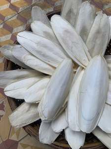 Vietnam Cuttlefish Bone Cuttlebone Natural <b>Bird</b> <b>Cage</b> Accessory for Parrots Budgies Beak Grooming Calcium Feed Wholesale - Product Image 2