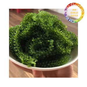 Uvas de Mar de Alta Calidad de Vietnam, Producto Ideal para Comercio Minorista, Hostelería y Bienestar - Product Image 4