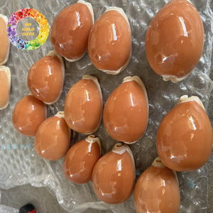 Rare Golden Cowry Shell Polished Real Touch for Collectors Cypraea Aurantium Beach Decor Aquarium Landscaping Wedding <b>Ornament</b> - Product Image 1