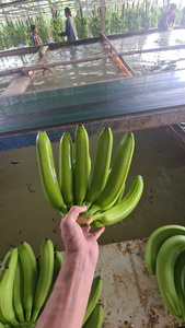 กล้วย Cavendish พรีเมี่ยมจากเวียดนามรสหวานและเนื้อแน่นบรรจุสดใหม่สำหรับการส่งออกขายปลีกและขายส่งใช้ - Product Image 4