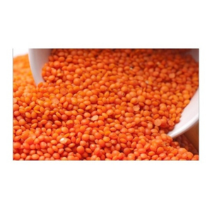 Lentilles rouges indiennes 100 % pures, de qualité export, en vrac, 25 kg, pour les marchés de gros internationaux - Product Image 4