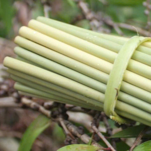 Eco-Friendly Biodegradable Grass <b>Straws</b> for Certified <b>Disposable</b> for Hot Drinks From Vietnam for Bars Parties Bar Accessories - Product Image 4